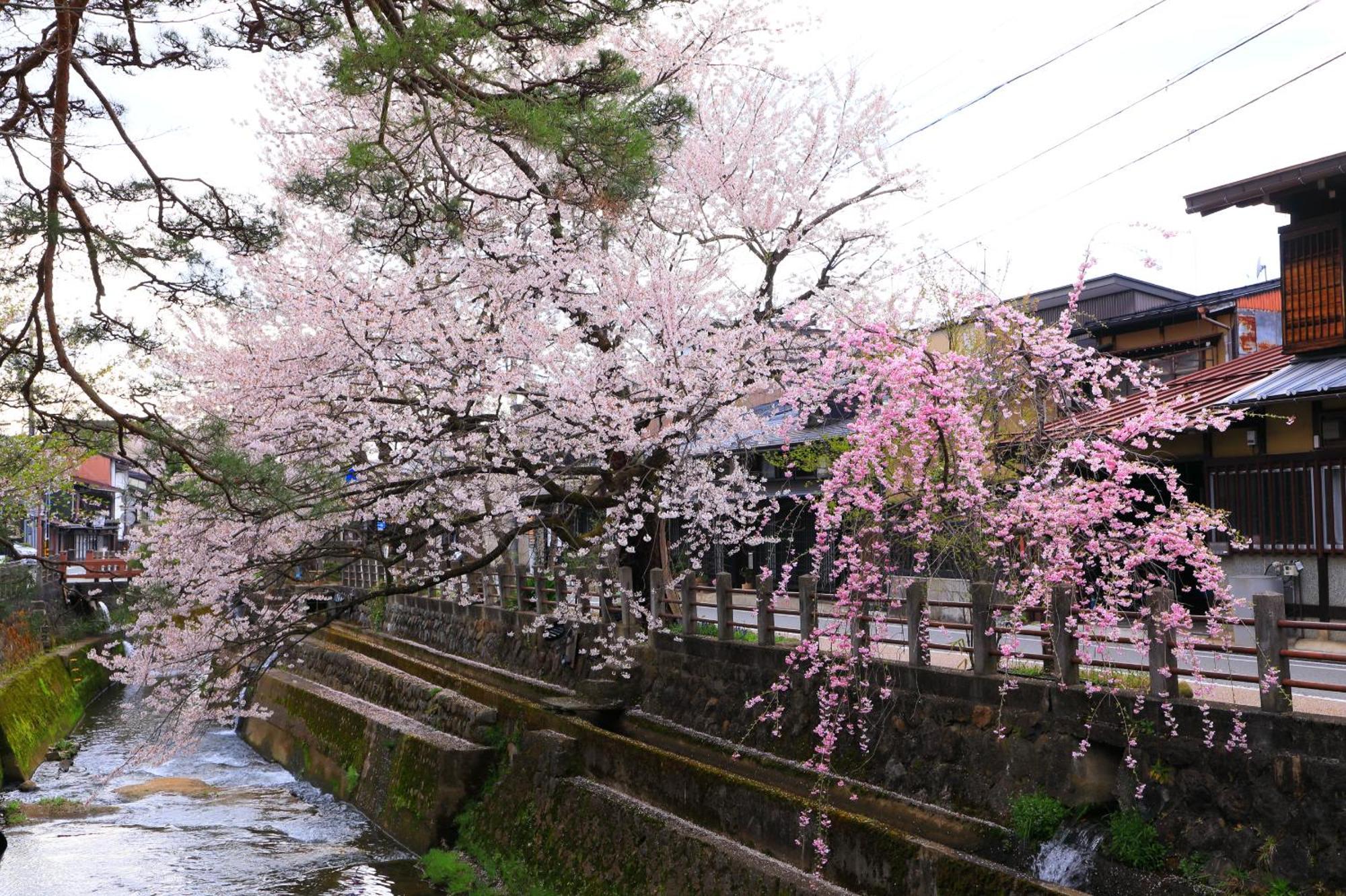 Apartamento 高山ステイ 柊 Exterior foto